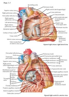 an image of the human heart and its major vessels, with labels on each side