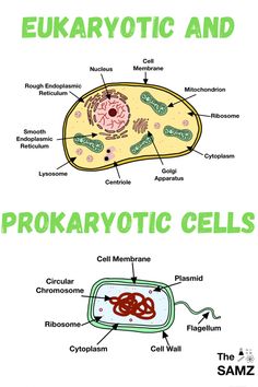 the structure of an eukarrotic and prokaryotic cells, labeled in green