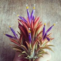 a hand holding a small plant with purple and red flowers on it's head