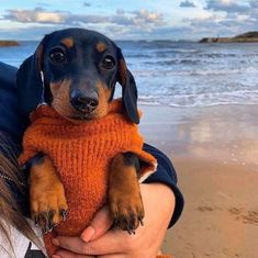 a woman holding a small dog in her arms on the beach, wearing an orange sweater