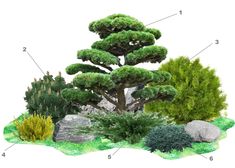 an image of a bonsai tree in the garden with rocks and plants around it