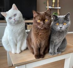 three cats sitting on top of a wooden table