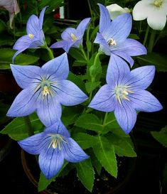 blue flowers in a pot with green leaves