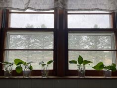 three plants are in vases on the window sill