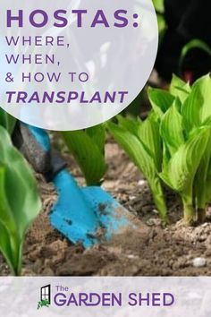 there is a blue watering hose in the dirt with green plants and text overlay that says hostas where, how to & how to transplant