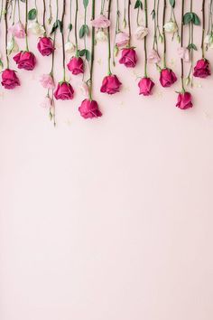 pink and white flowers hanging from the side of a wall