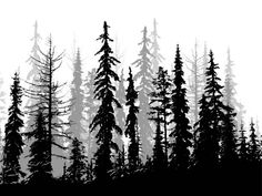 a black and white photo of trees in the woods