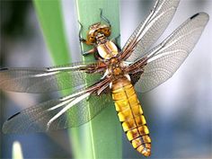 two dragonflies sitting on top of a green plant