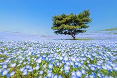 a field full of blue flowers and a lone tree