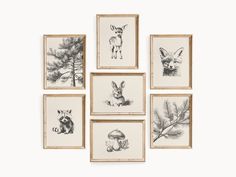 six framed animal prints hanging on the wall