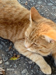 an orange tabby cat laying on the ground with its head down and eyes closed