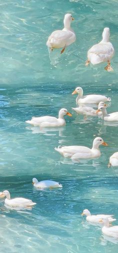 a flock of white ducks floating on top of blue water next to eachother