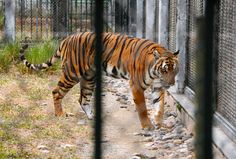 a tiger is walking around in its cage at the zoo and looking for something to eat