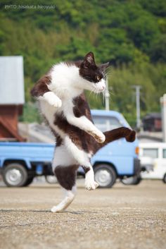 a brown and white cat jumping in the air