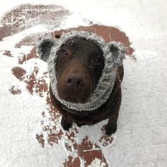 a brown dog wearing a knitted hat and scarf on top of snow covered ground