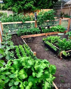 a garden with lots of green plants growing in it