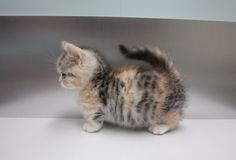 a small kitten standing on top of a white table