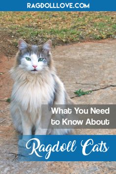 a white and gray cat sitting on top of a cement ground with the words ragdoll love com what you need to know about ragdoll cats