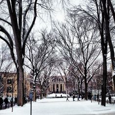 people are walking around in the snow near trees