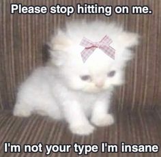 a small white kitten with a bow on its head sitting on a brown couch text reads please stop hitting on me i'm not your type i'm insane