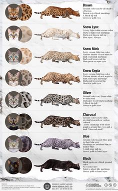 the different types of cats that can be seen in this info sheet, with their names and