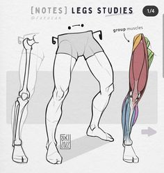 the muscles are labeled in this diagram