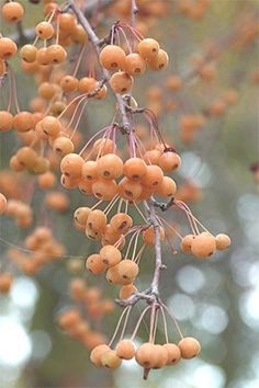 some yellow berries hanging from a tree branch