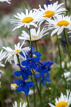 white and blue flowers with yellow centers in the foreground