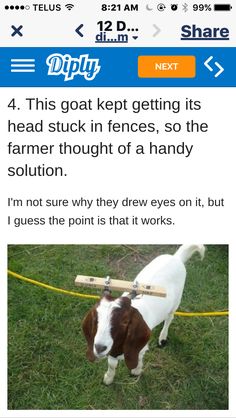 a goat with a baseball bat in its mouth and the caption says, 4 this goat kept getting its head stuck in fences, so the farmer thought of a handy solution