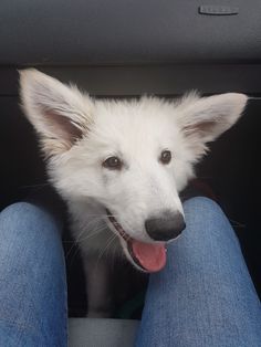 a white dog sitting in the back seat of a car with its tongue hanging out