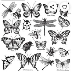 butterflies and insects are shown in this black and white drawing, which depicts different types of moths