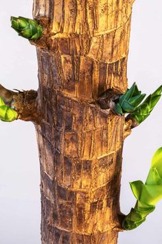 a close up of a tree trunk with green leaves