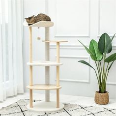 a cat sitting on top of a scratching tower next to a potted green plant