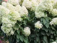 white flowers are blooming in the garden