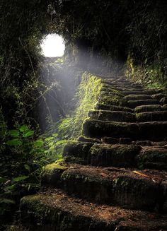 the sun is shining down on some steps in the woods with moss growing all over them