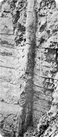 an old black and white photo of a tree growing out of the side of a mountain