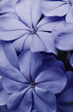 some blue flowers that are blooming together