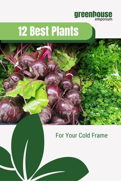 Learn which plants thrive in a cold frame! Our guide covers a variety of vegetables such as spinach, garlic, and broccoli, ensuring a bountiful harvest through cooler months. Perfect for gardeners looking to extend their growing seasons. Best Plants, Bountiful Harvest, Seasonal Garden, Cool Plants, Tips And Tricks, Broccoli