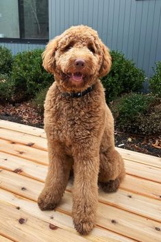 The Doodle Dog Lamb Trim & 14 Cute Dog Grooming Styles Dog Grooming Ideas, Cute Dog Grooming, Yorkie Hairstyles, Yorkie Haircuts