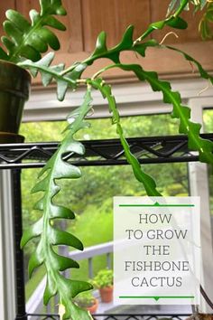 a houseplant is growing in a window sill with the words how to grow the fishbone cactus