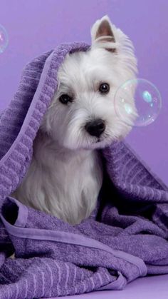 a small white dog wrapped in a purple towel with soap bubbles floating around it's head