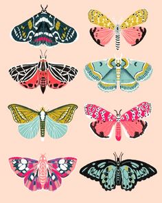 six colorful butterflies on a pink background with the words,'butterfly species'in different colors