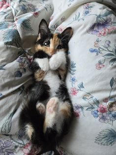 a small kitten laying on top of a bed covered in blankets and pillows with its paws up