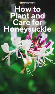 flowers with the words how to plant and care for honeysuckle on it's side