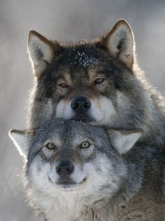 two gray wolfs standing next to each other with their eyes closed and one looking at the camera