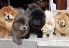 four chow puppies are standing on the steps outside their house and one is looking at the camera