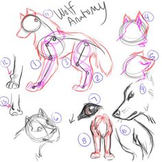 an image of how to draw a wolf with different poses and expressions for each animal