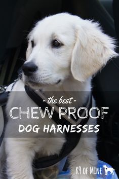 the best chew proof dog harnesses for dogs in cars and trucks - k9 of mine