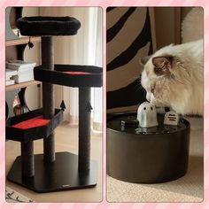 a cat playing with its toy in the living room and on top of it's scratching tower