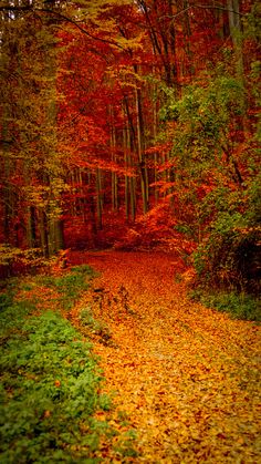 a path in the middle of a forest with lots of trees and leaves on it